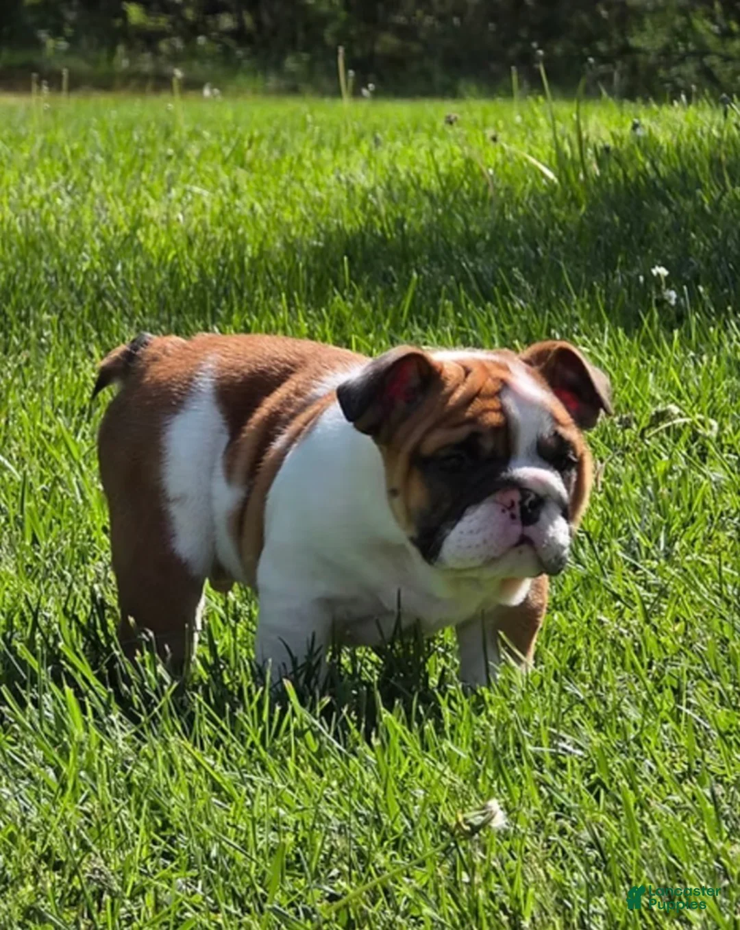 English Bulldog dogs for sale: ASAP - Ad 2