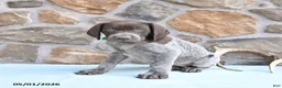 German Shorthaired Pointer dogs for sale: Flower - Ad 3