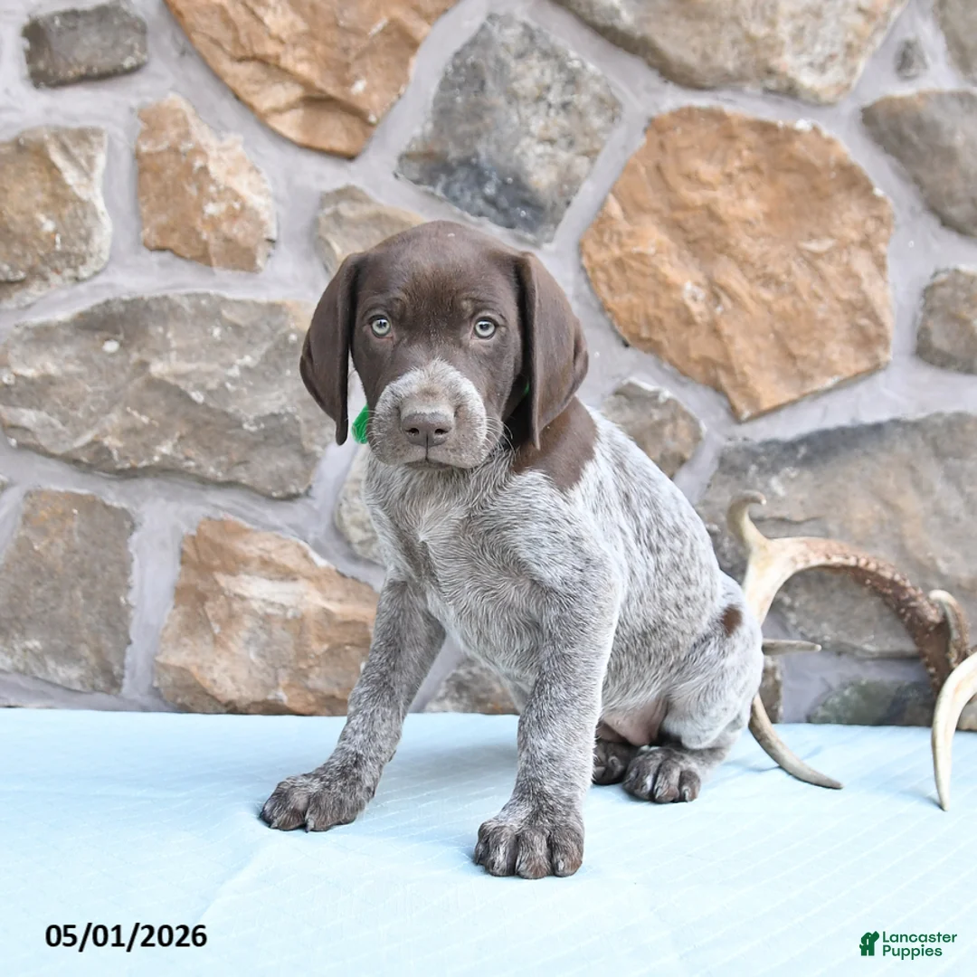 German Shorthaired Pointer dogs for sale: Flower - Ad 3
