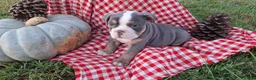 English Bulldog dogs for sale: Tank - Ad 6
