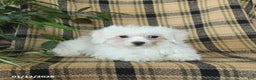 Bichon Frise dogs for sale: Avalon - Ad 3