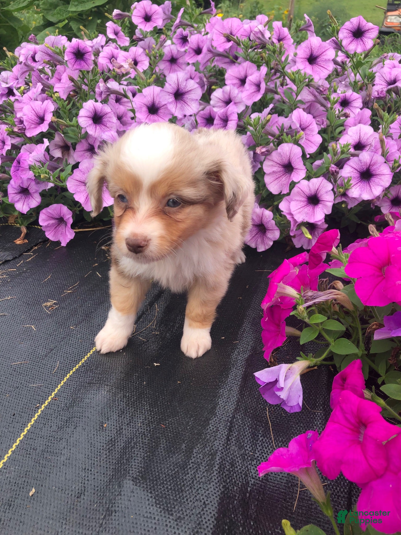 Toy Australian Shepherd dogs Amber - Ad 2