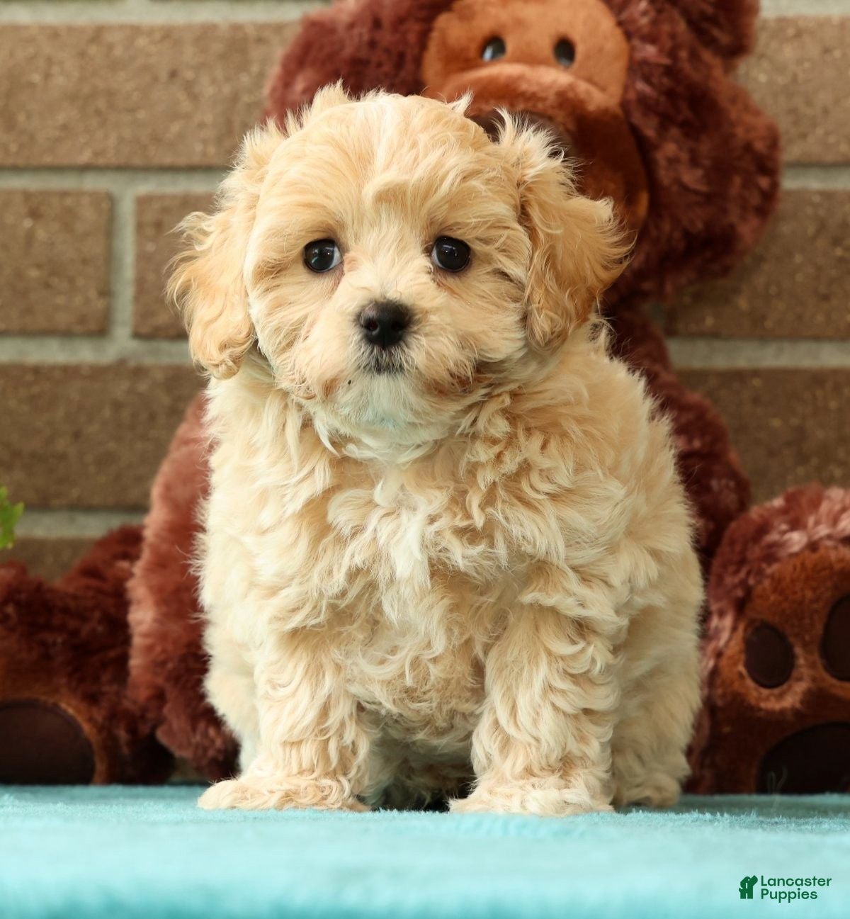 Maltipoo dogs Max - Ad 1