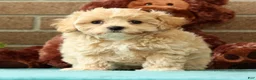 Maltipoo dogs for sale: Max - Ad 1