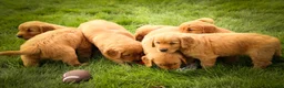 Golden Retriever dogs for sale: Rocco✨ - Ad 20