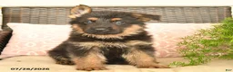 German Shepherd dogs for sale: Lincoln - Ad 4