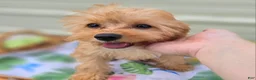 Cavapoo dogs for sale: Miles - Ad 26