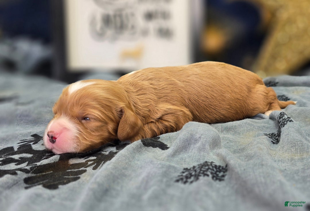 Cavapoo dogs for sale: Socks - Ad 4