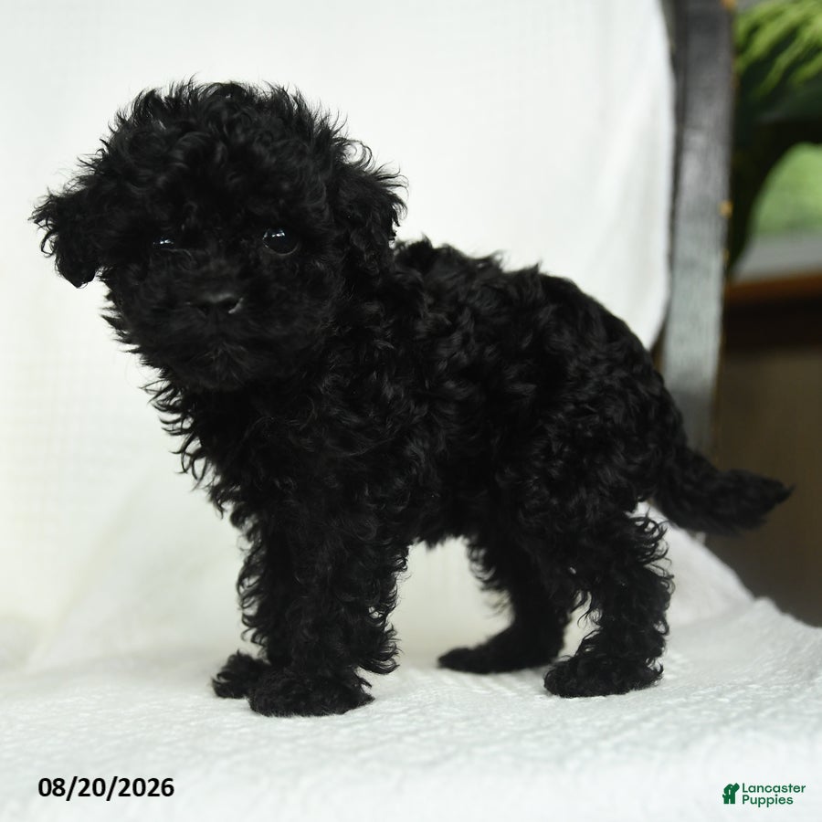 Toy Poodle dogs Donna - Ad 2