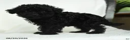 Toy Poodle dogs for sale: Donna - Ad 2