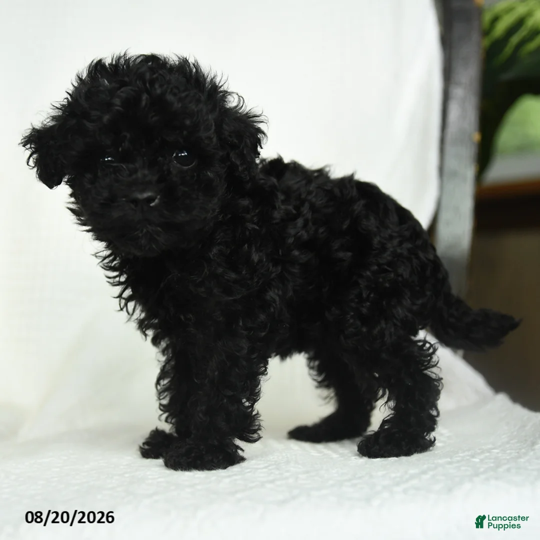 Toy Poodle dogs for sale: Donna - Ad 2