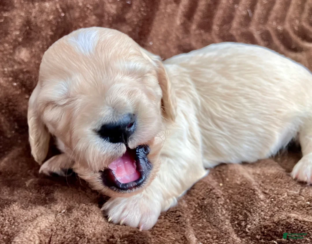 Miniature Dachshund dogs for sale: BABY KIWI OF SAINT CLOVERVILLE - Ad 6