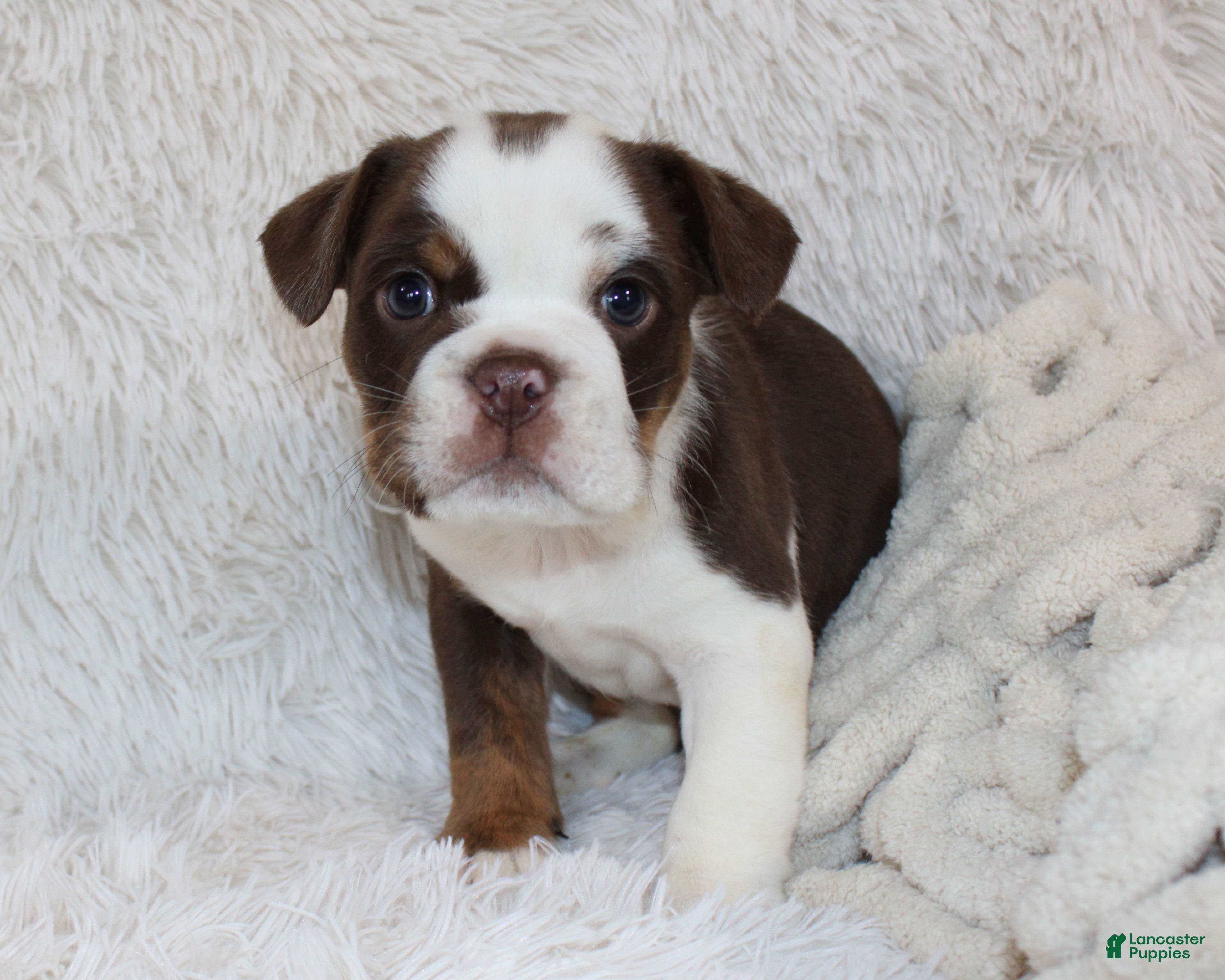 English Bulldog dogs Milo - Ad 1