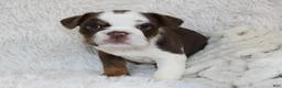 English Bulldog dogs for sale: Milo - Ad 1