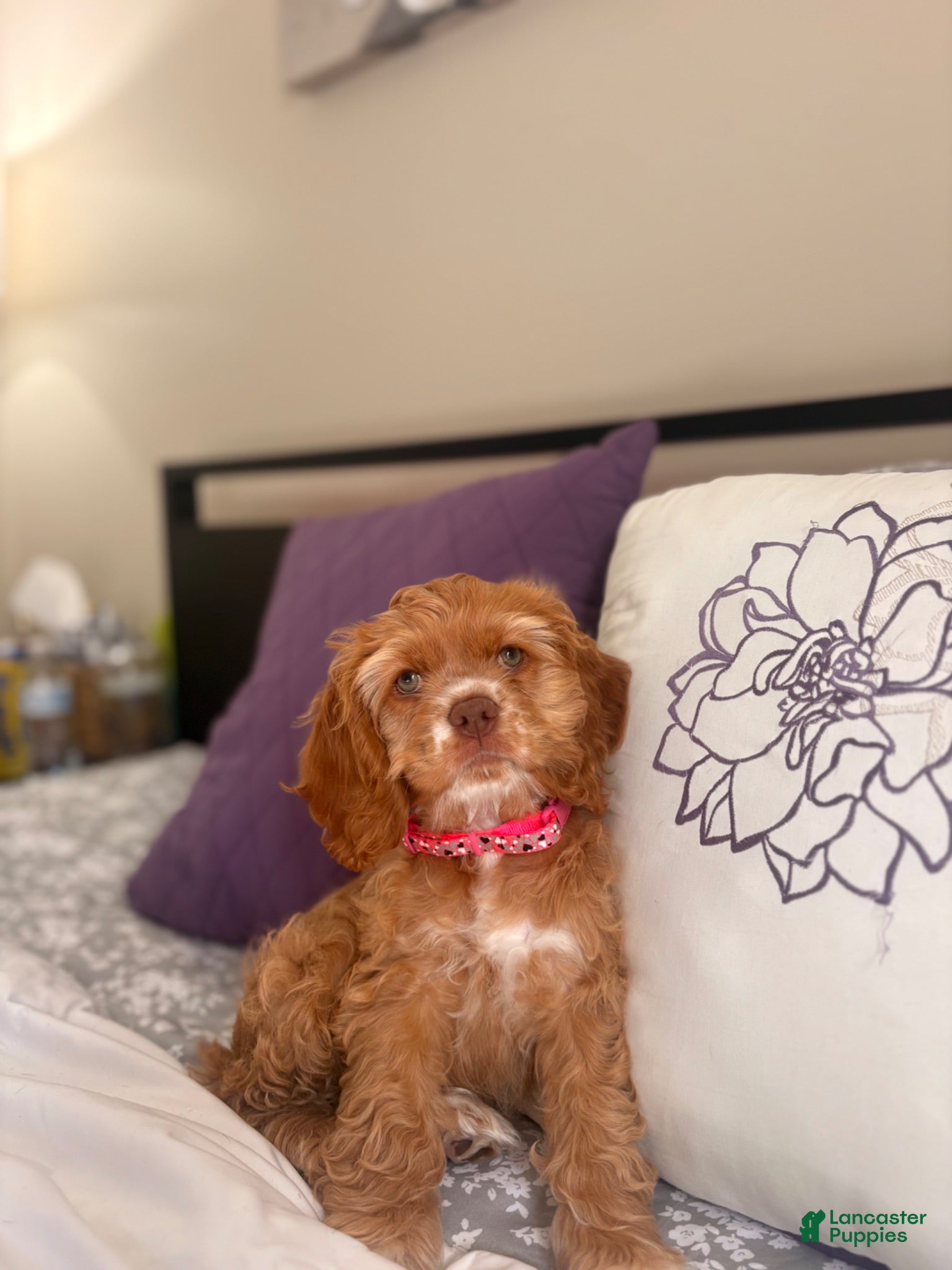 Cocker Spaniel dogs Cocker Spaniel 1 - Ad 36