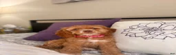 Cocker Spaniel dogs for sale: Cocker Spaniel 1 - Ad 1