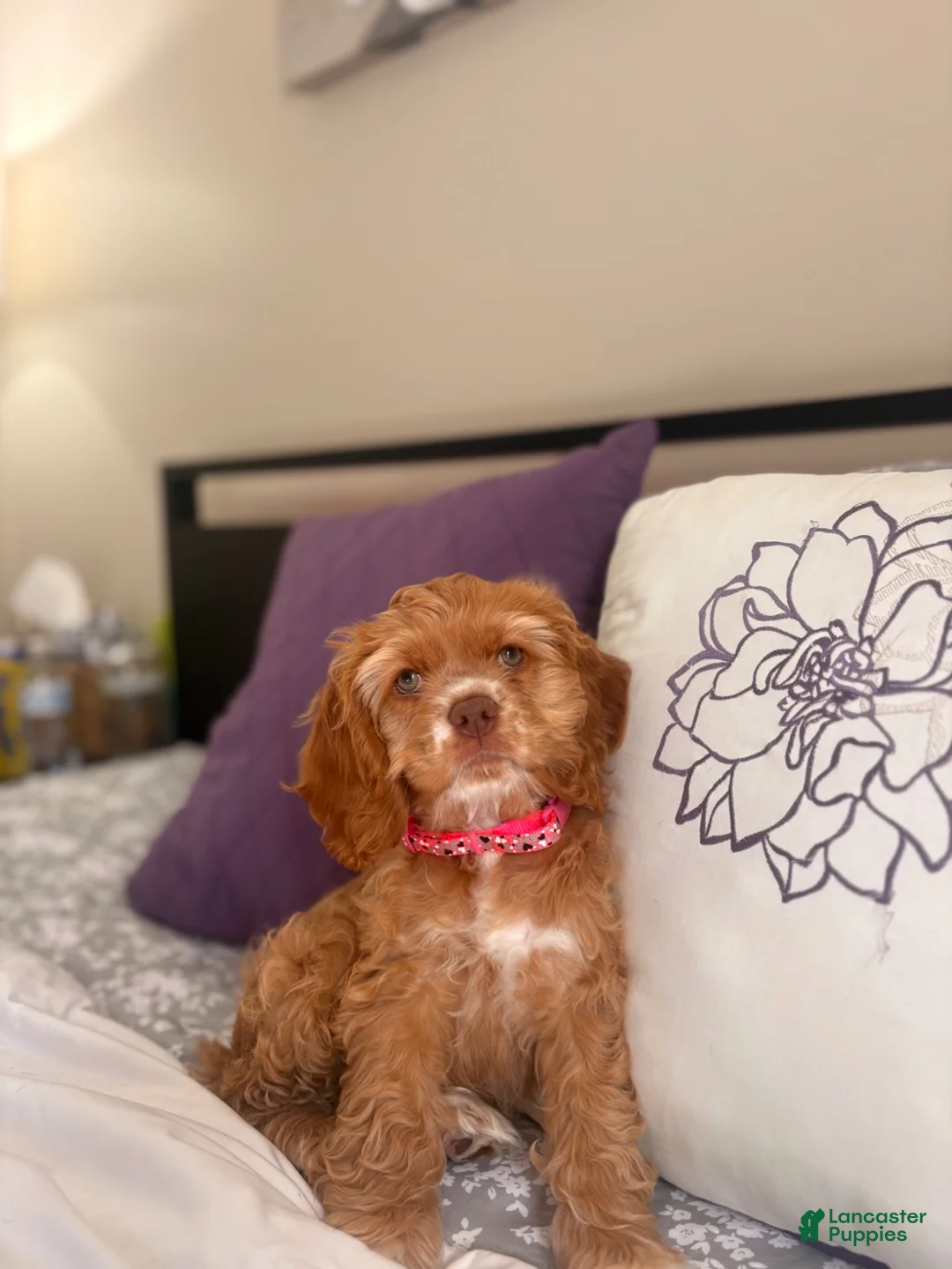 Cocker Spaniel dogs for sale: Cocker Spaniel 1 - Ad 1