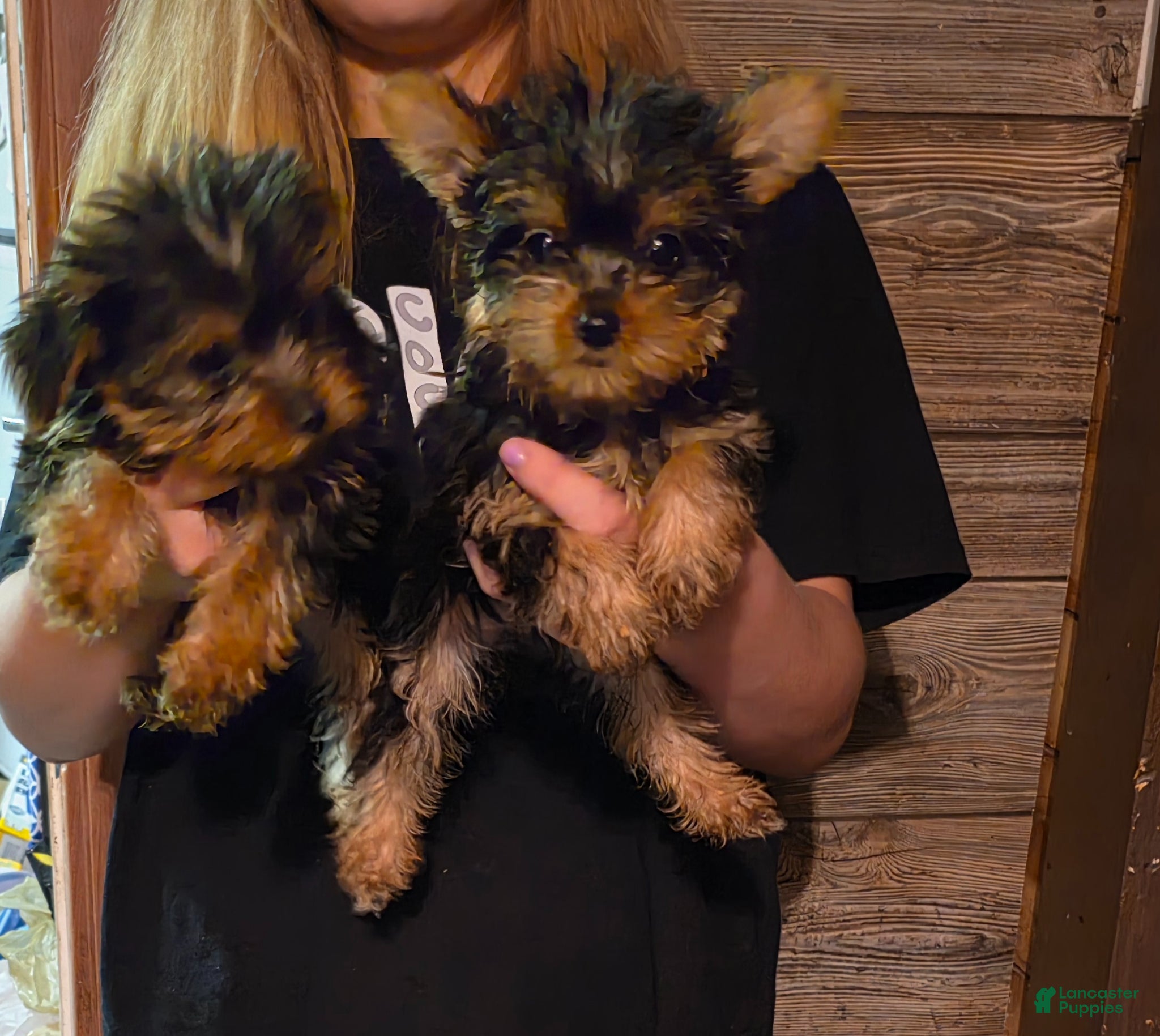 Yorkshire Terrier dogs Yorkshire Terrier Puppy 2 - Ad 14