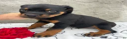Rottweiler dogs for sale: Ridge - Ad 4