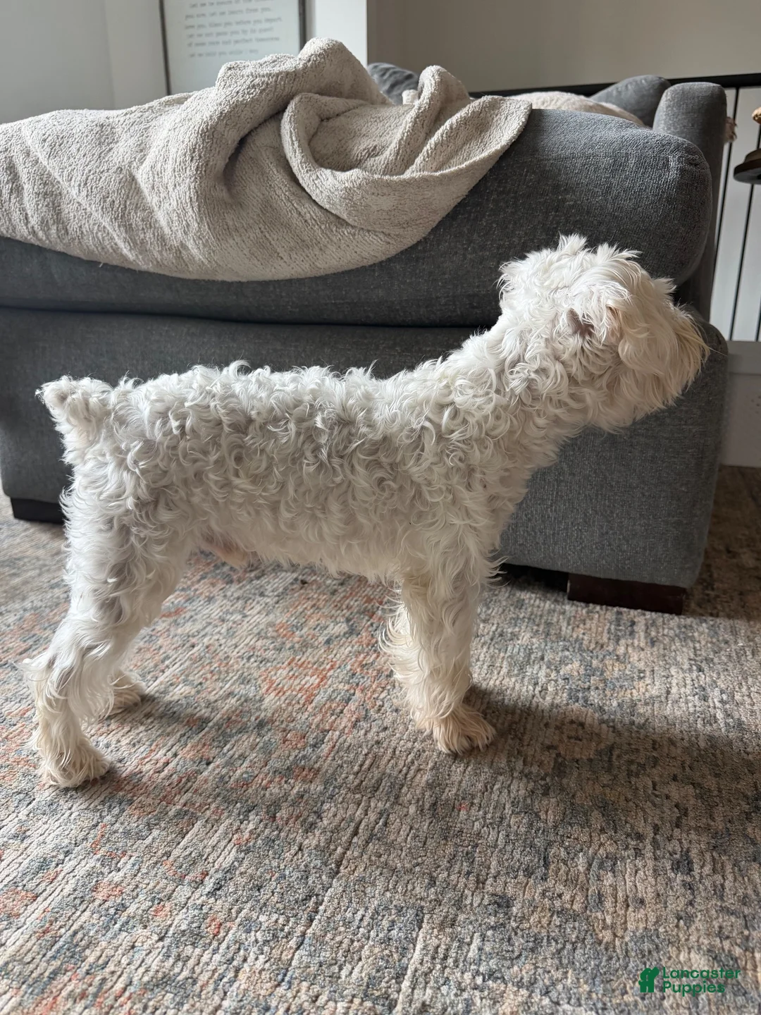 Miniature Schnauzer dogs for stud: Eddy  - Ad 6