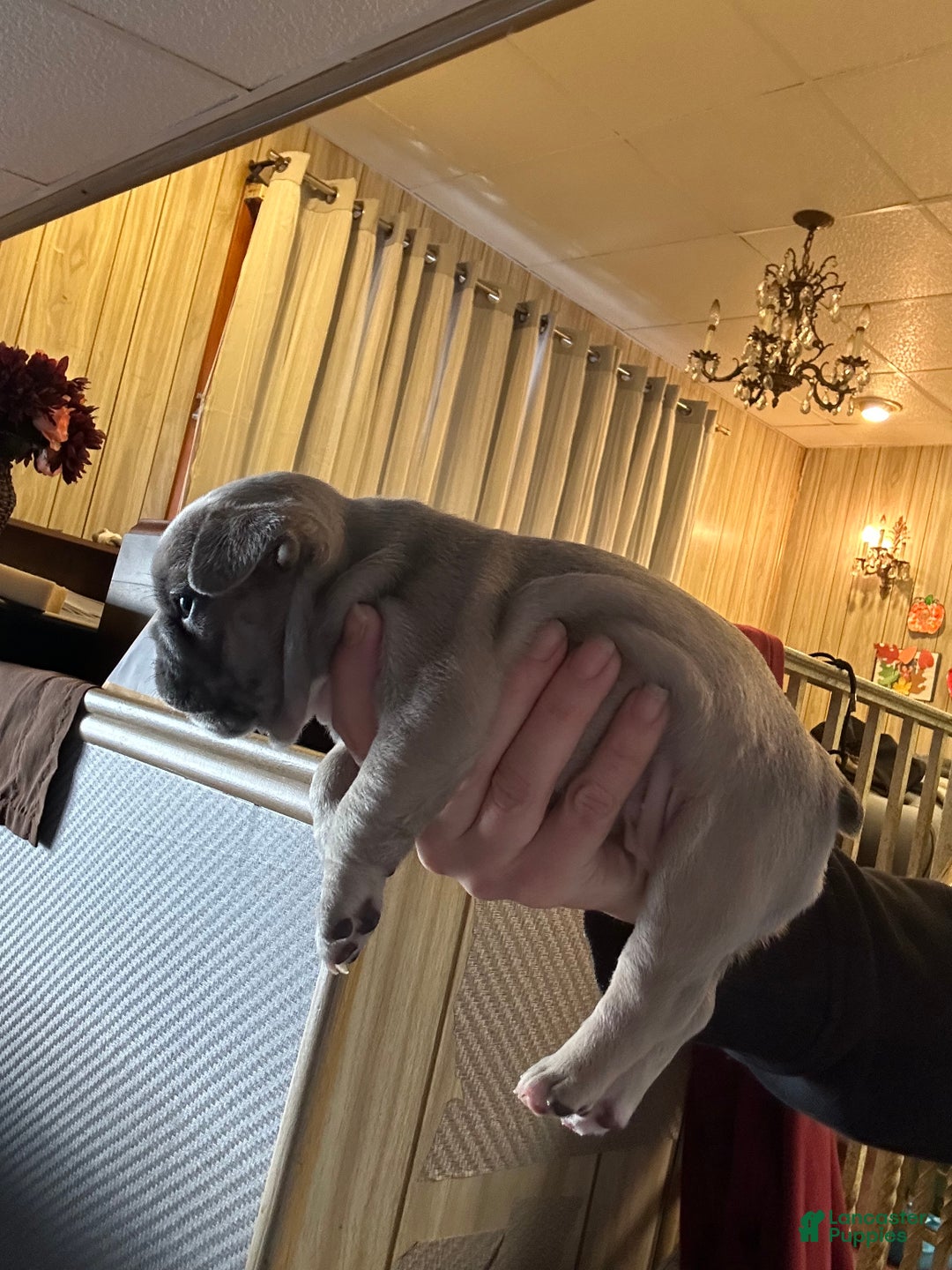 French Bulldog dogs for sale: Princess - Ad 7