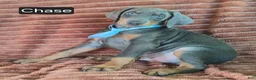 Doberman Pinscher dogs for sale: Chase - Ad 3