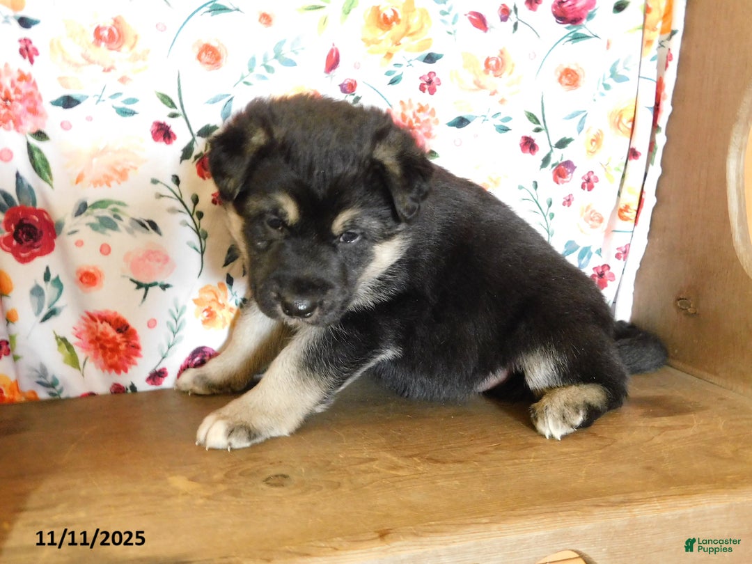 German Shepherd dogs for sale: Truffles - Ad 3