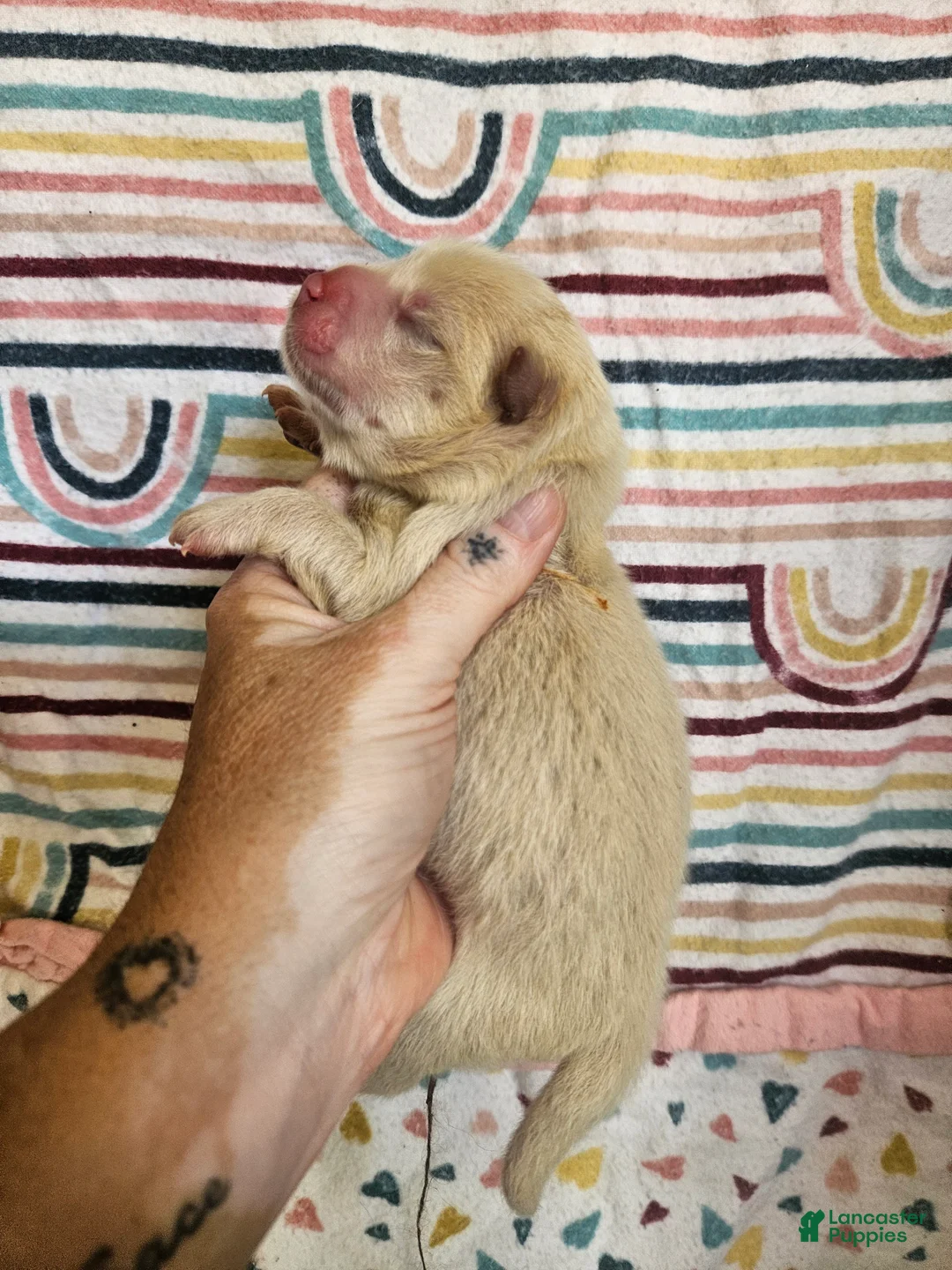 Chow Chow dogs for sale: Chow Chow 4 - Ad 2