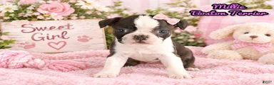 Millie Female Boston Terrier