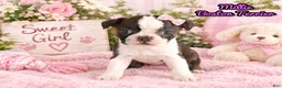 Boston Terrier dogs for sale: Millie Female Boston Terrier - Ad 1