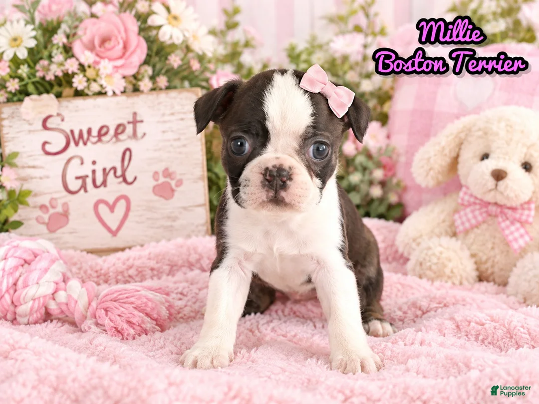 Boston Terrier dogs for sale: Millie Female Boston Terrier - Ad 1