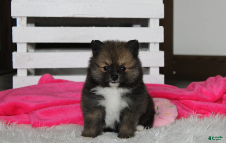Pomeranian dogs Bailey  - Ad 1