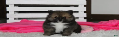 Bailey 