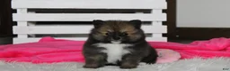 Pomeranian dogs for sale: Bailey  - Ad 1