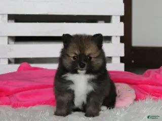 Pomeranian dogs for sale: Bailey - Ad 3