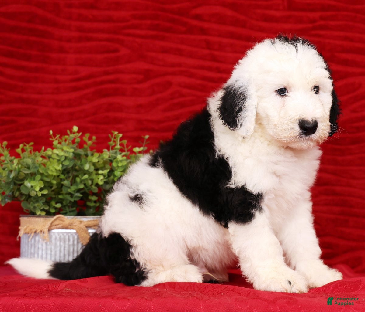 Sheepadoodle dogs Henry - Ad 2
