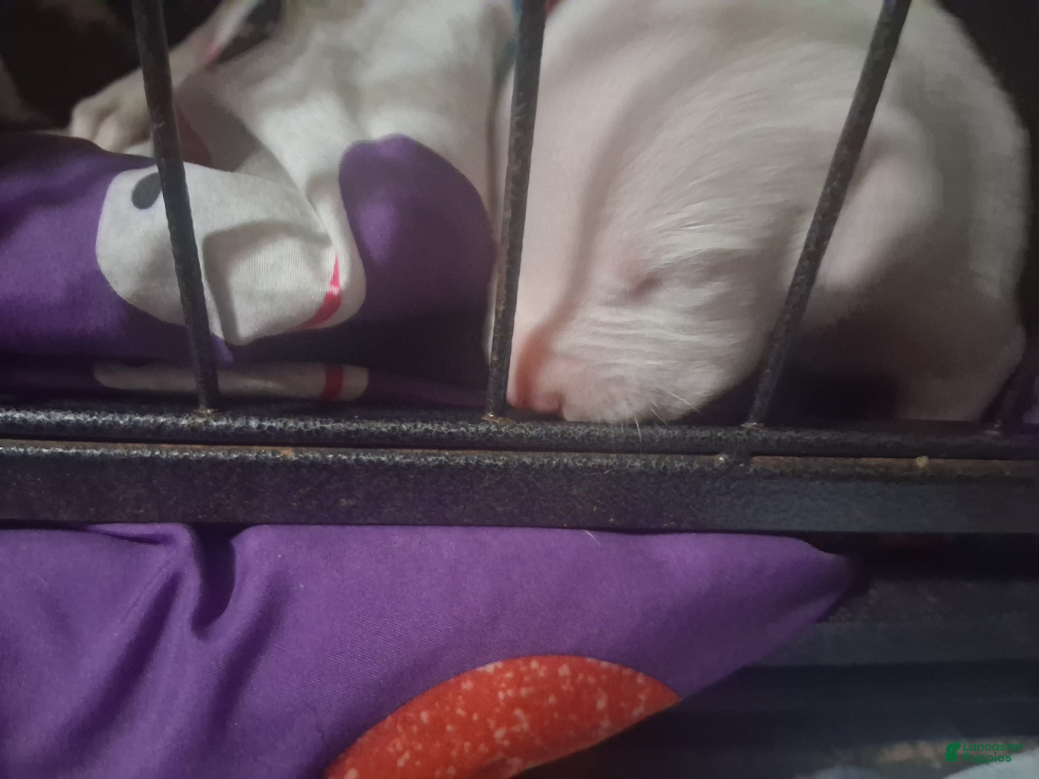 American Pit Bull Terrier dogs Snow flake - Ad 6