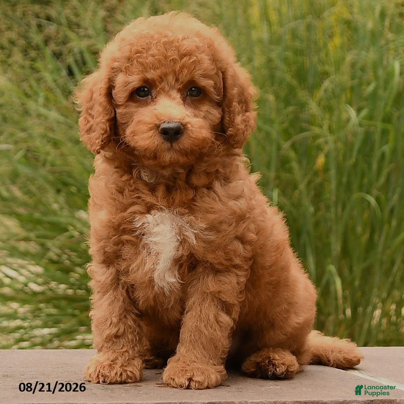 Cockapoo dogs Otis - Ad 2