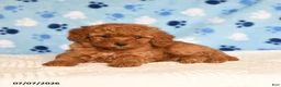 Mixed Breed dogs for sale: Berry - Ad 3