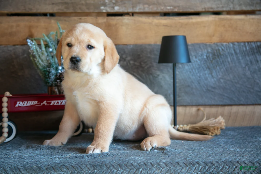 Goldador dogs for sale: Paisley - Ad 2