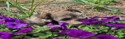 Miniature Schnauzer dogs for sale: Miniature Schnauzer 1 - Ad 4
