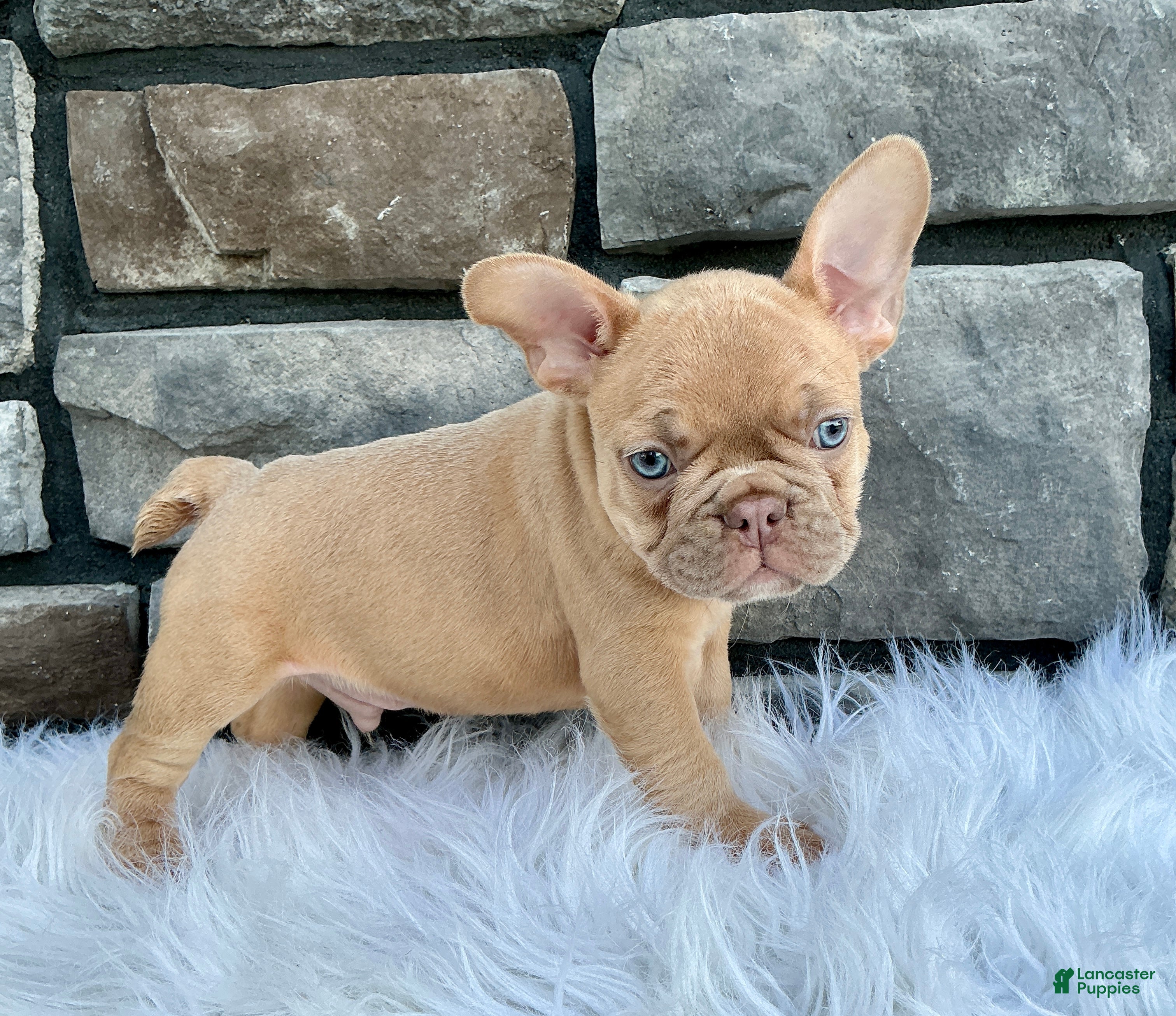 French Bulldog dogs Dozer - Ad 2