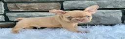 French Bulldog dogs for sale: Dozer - Ad 2
