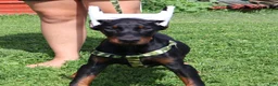 Doberman Pinscher dogs for sale: Doberman Pinscher 2 - Ad 11