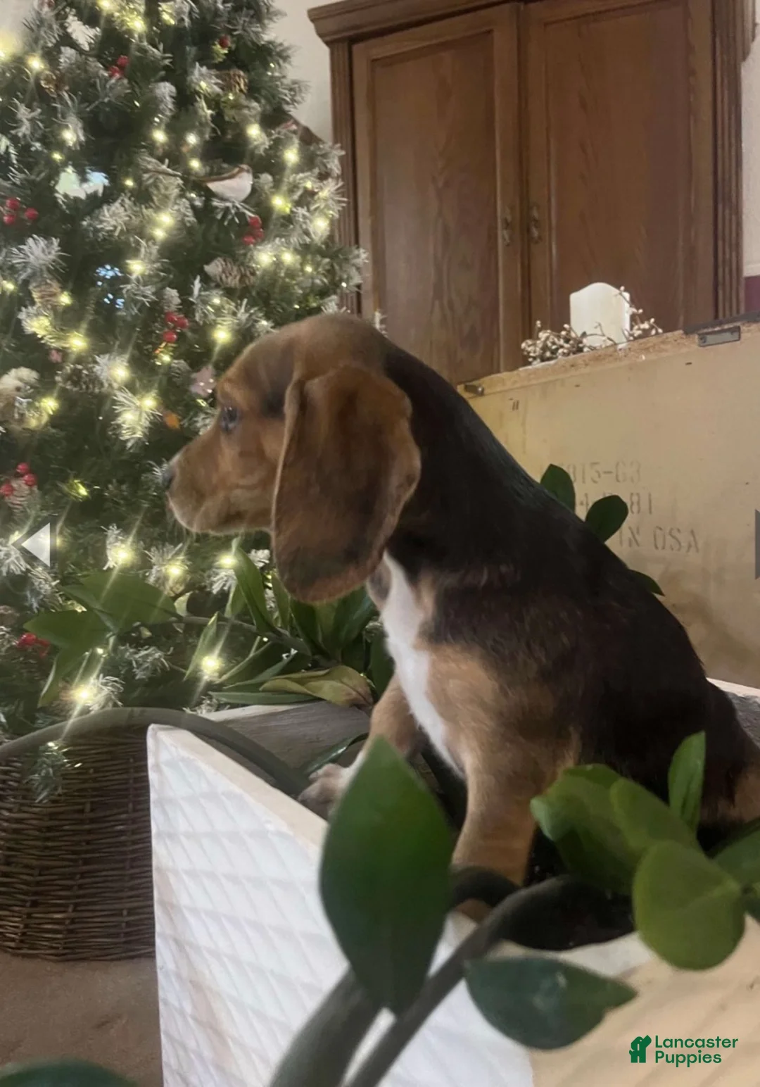 Beagle dogs for sale: Beagle Puppy 1 - Ad 4
