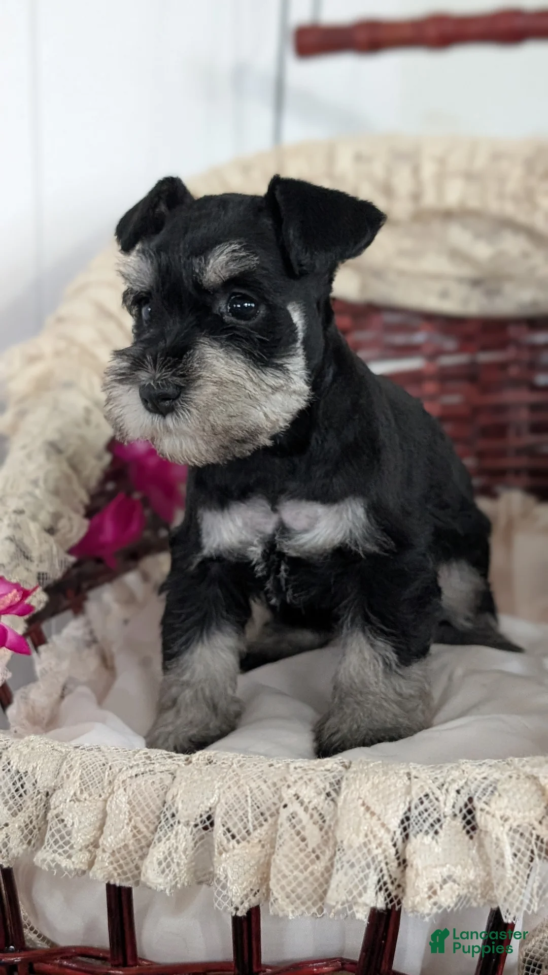 Miniature Schnauzer dogs for sale: Malia - Ad 7