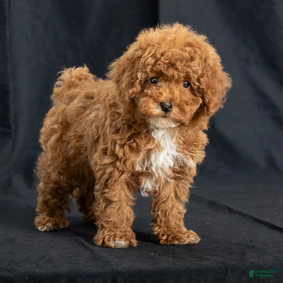 Miniature Poodle dogs for sale: George - Ad 2
