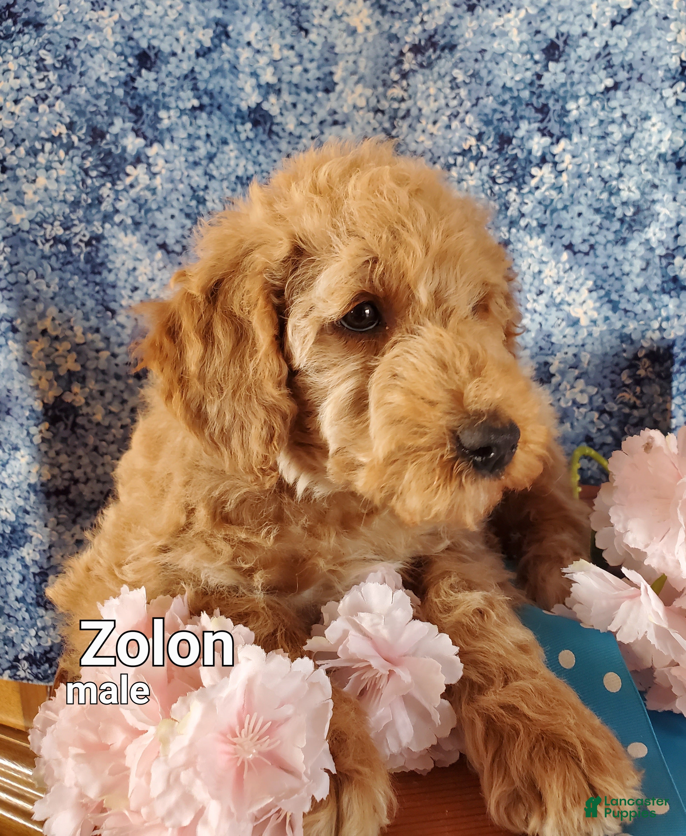 Mini Goldendoodle dogs Zolon - Ad 1
