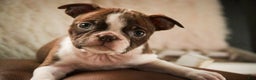 Boston Terrier dogs for sale: Kade - Ad 1