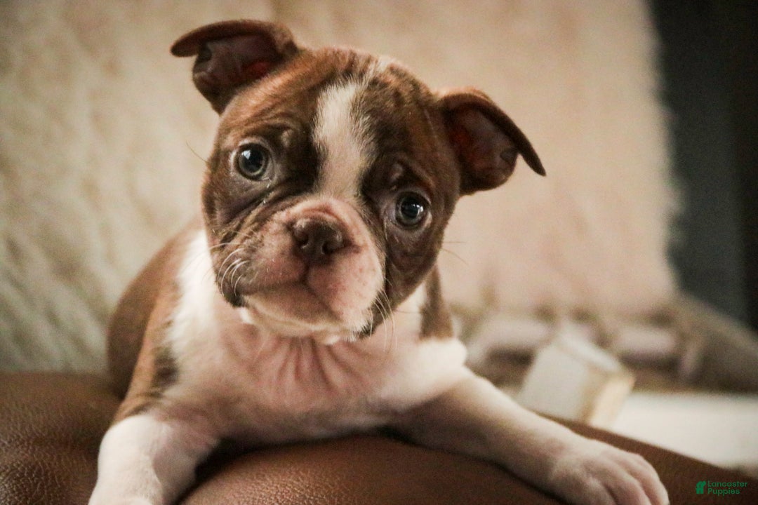 Boston Terrier dogs for sale: Kade - Ad 1